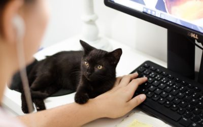 How to Prepare Your Pet for the Workplace