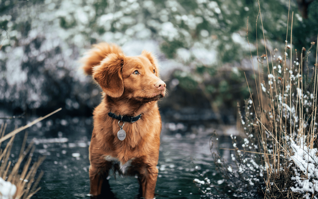 Is Your Pet Protected from Parasites All Year Long?