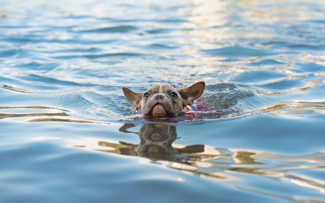 Five Guidelines for Ensuring a Safe Swimming Experience With Your Pet