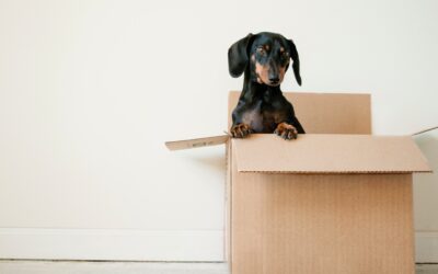Choosing Love Over Surprises: The Case Against Gifting Pets