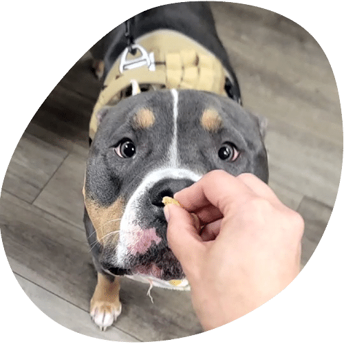 A person’s hand holds a treat in front of a gray and tan dog wearing a harness, who looks up with wide eyes in anticipation—just like at the vet’s office—while standing on a wooden floor.