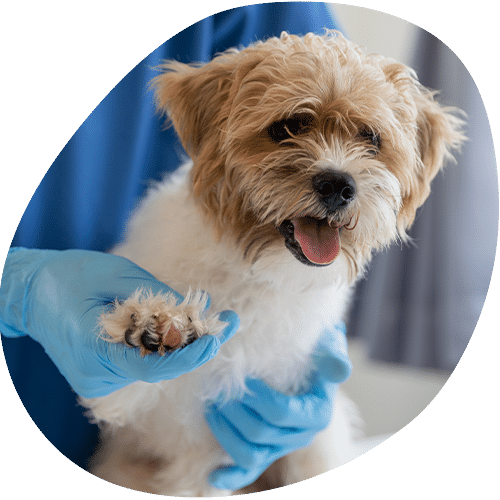 A small, fluffy brown and white dog is being gently held by a veterinarian wearing blue medical gloves. The dog looks happy with its tongue out while its paw is being examined.