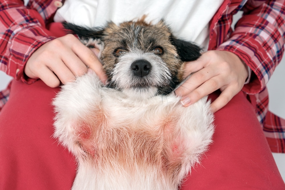 Golden retriever dog sitting in sunny grass field