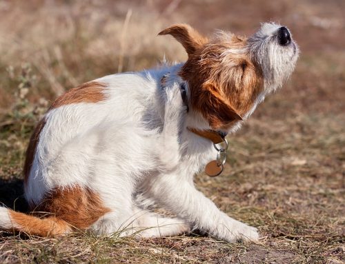 Dog Allergy Treatment in Huntington Beach & Orange County