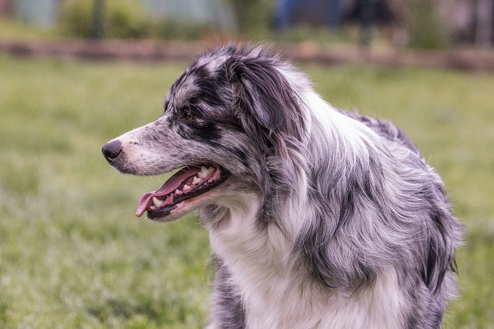 Australian Shepherd dog panting with tongue out outdoors