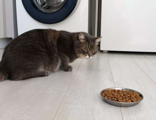 Cat Not Eating in Huntington Beach – What to Do and When to See a Vet