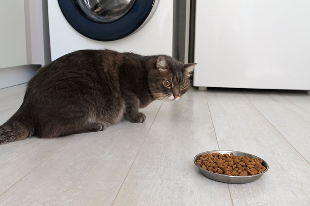 Gray tabby cat sitting near food bowl in laundry room