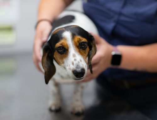 When Should I Take My Dog to Urgent Care in Huntington Beach?