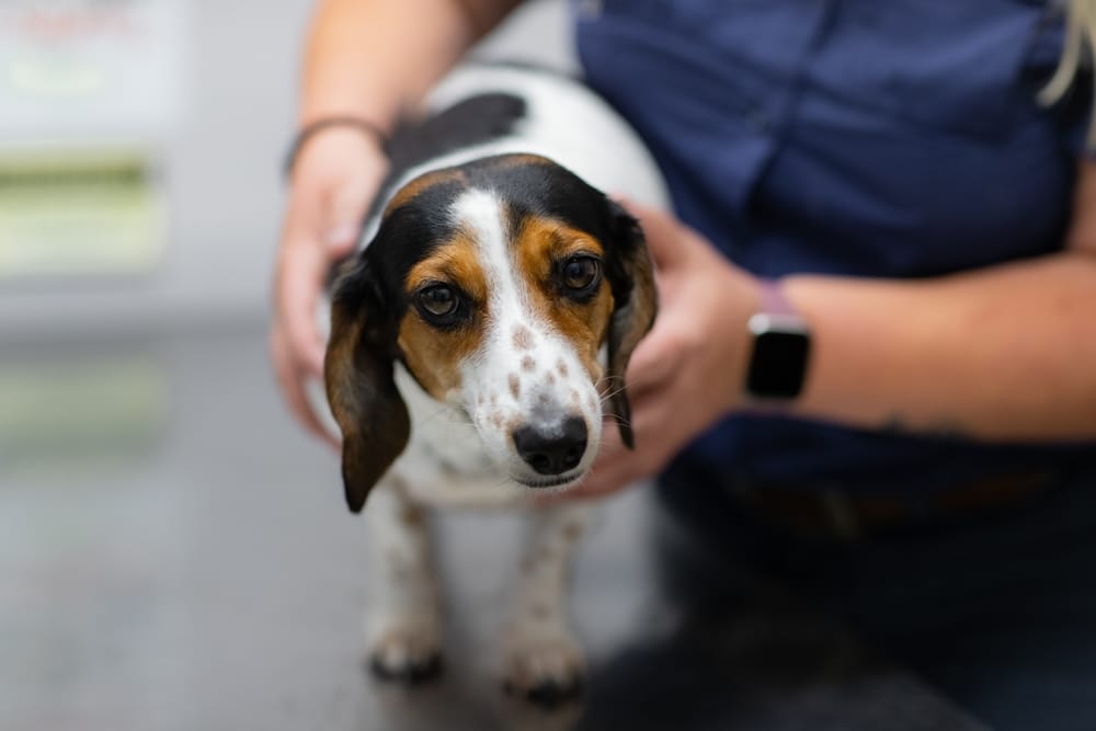 Person gently holding tricolor beagle puppy's head with hands