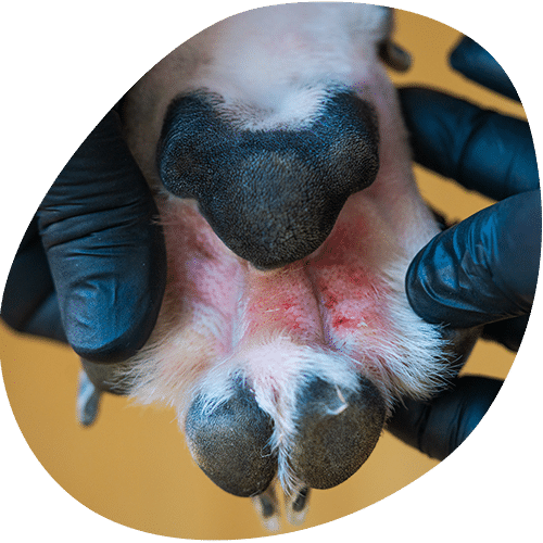 Veterinarian examining dog's injured paw with blue gloves