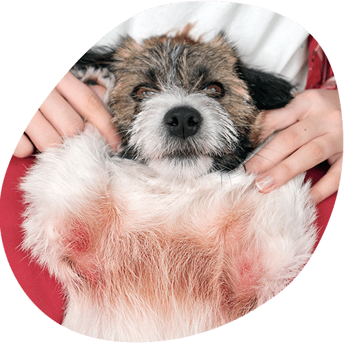 Small wet dog being washed in bathtub