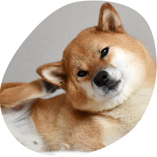 Shiba Inu dog with orange coat looking at camera