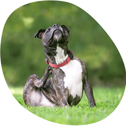 Brindle and white dog sitting on green grass outdoors