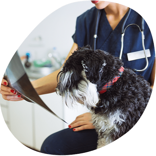 Veterinarian examining small black and white dog in clinic