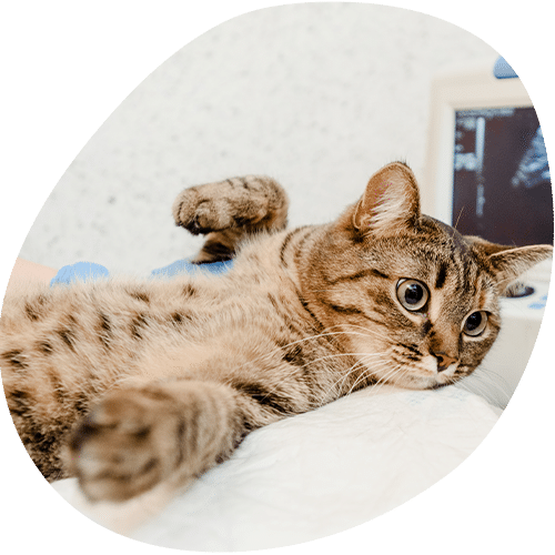 Tabby cat lying on white surface looking at camera