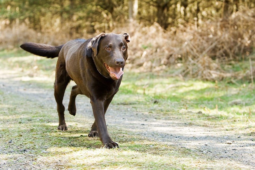 Brown dog running on dirt path outdoors