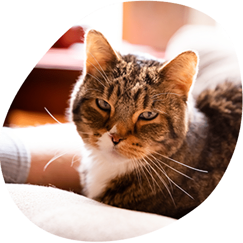 Tabby cat with white chest resting indoors