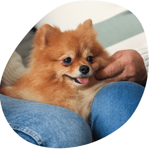 Small orange Pomeranian dog being petted by owner