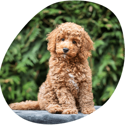 Adorable curly-haired brown poodle puppy sitting outdoors
