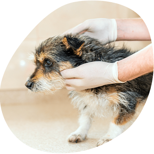 Veterinarian examining small dog wearing white gloves