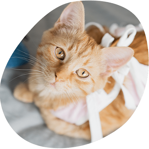 Orange tabby kitten wearing white medical cone collar