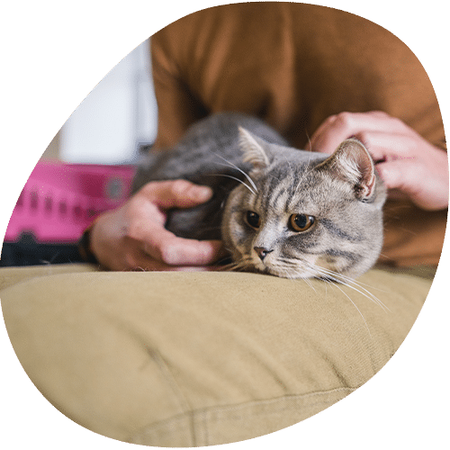Gray tabby cat being petted by person