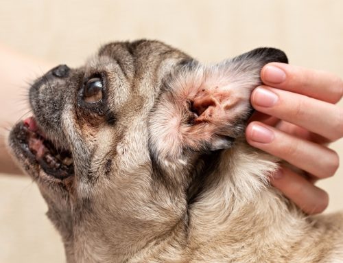 Dog Ear Infection Treatment in Huntington Beach – Causes, Symptoms & Relief