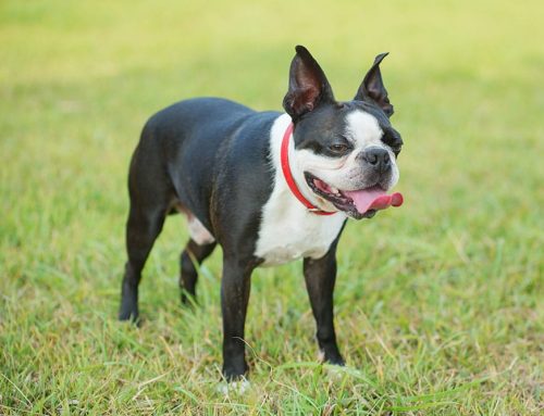 Why Is My Dog Shaking? When to Worry and When to See a Vet