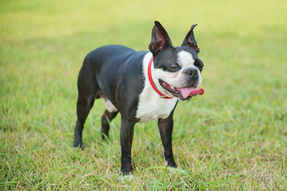 Boston Terrier dog with red collar standing on grass