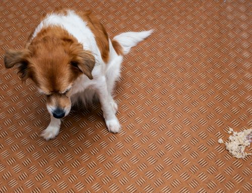 Dog Vomiting Treatment in Huntington Beach – What to Do and When to See a Vet