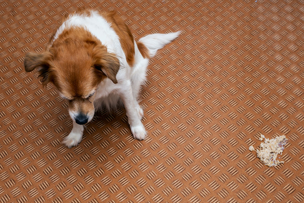 Small dog looking at spilled food on floor