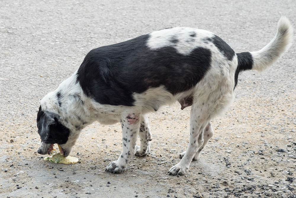 Black and white spotted dog sniffing ground outdoors
