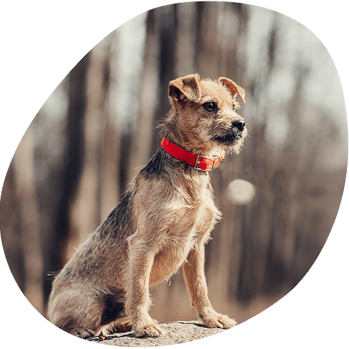 Small brown terrier dog with red collar sitting outdoors