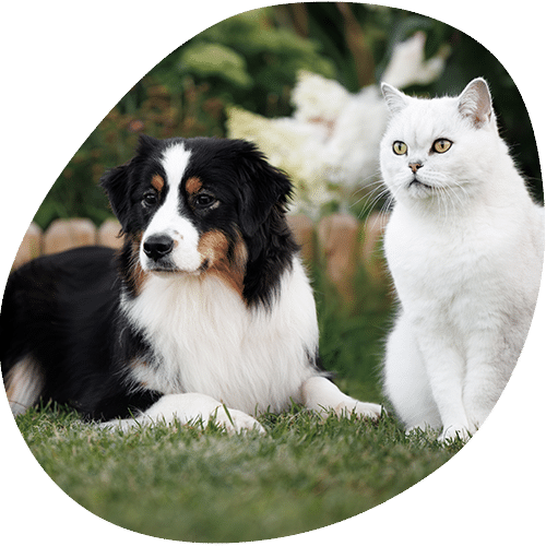 Australian Shepherd dog and white cat sitting together outdoors