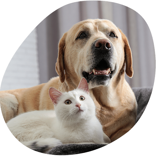 Happy golden dog with white kitten cuddling together