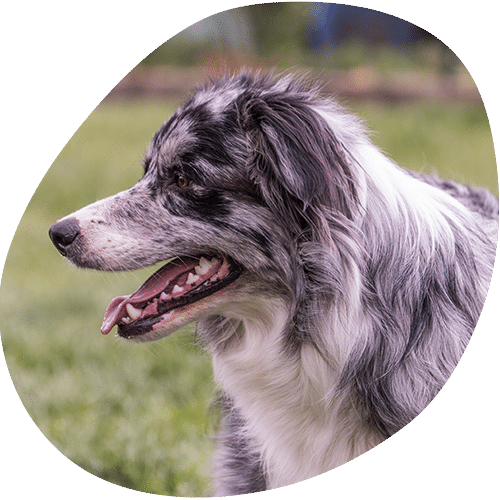 Australian Shepherd dog with mouth open in grassy field