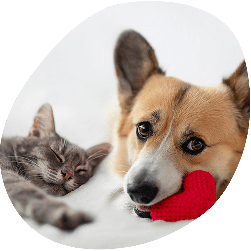 Dog holding red toy with sleeping kitten nearby