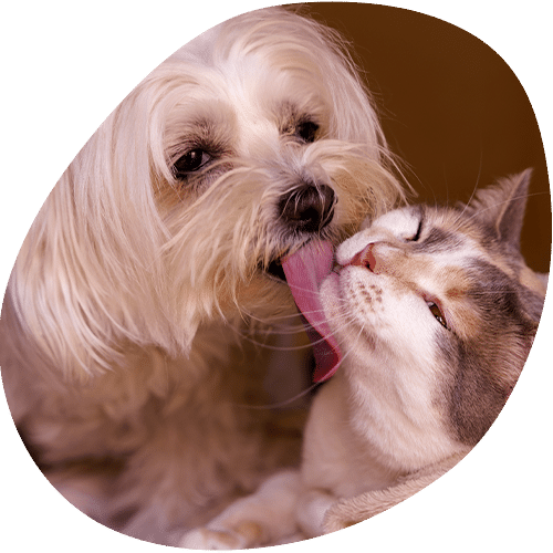 Small dog licking kitten's face showing affection
