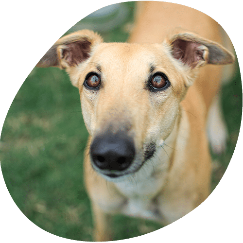 Close-up portrait of tan dog with dark eyes
