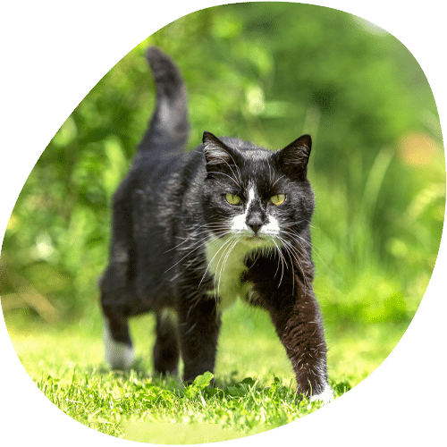 Black and white cat walking on green grass