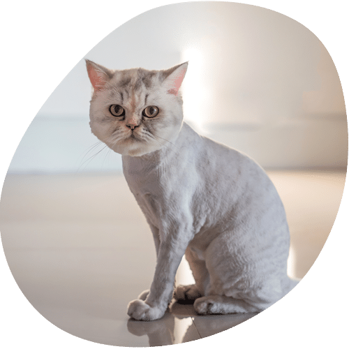 Gray tabby cat with short haircut sitting indoors