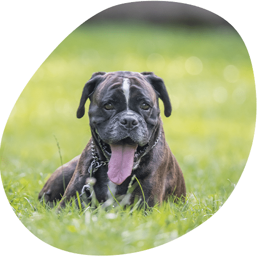 Happy bulldog with tongue out sitting in grass