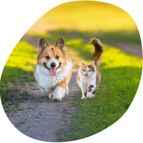 Corgi dog and orange cat running together outdoors
