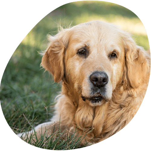 Golden retriever dog lying on grass outdoors