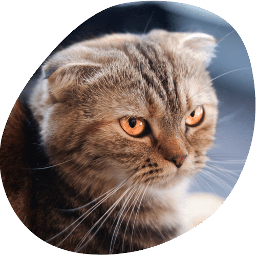 Scottish Fold cat with orange eyes portrait
