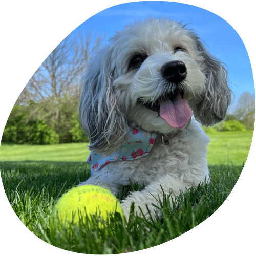 Happy small dog with tennis ball in grassy park