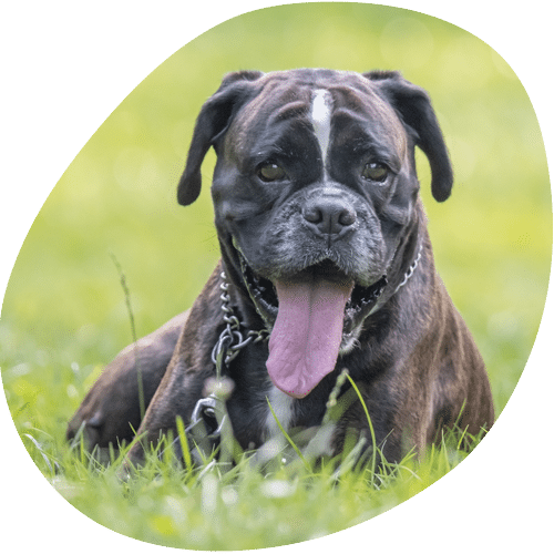 Happy boxer dog with tongue out in grass
