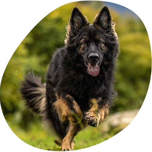 German Shepherd dog running outdoors with tongue out