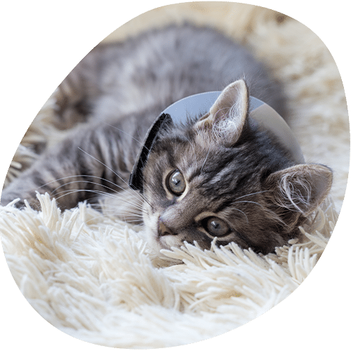 Adorable tabby kitten lying on fluffy white blanket