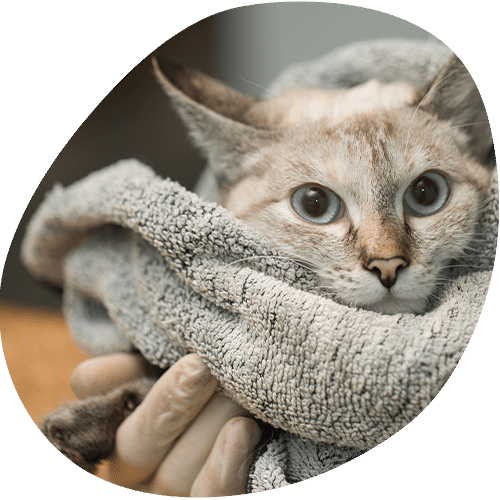 Small kitten wrapped in gray towel being held